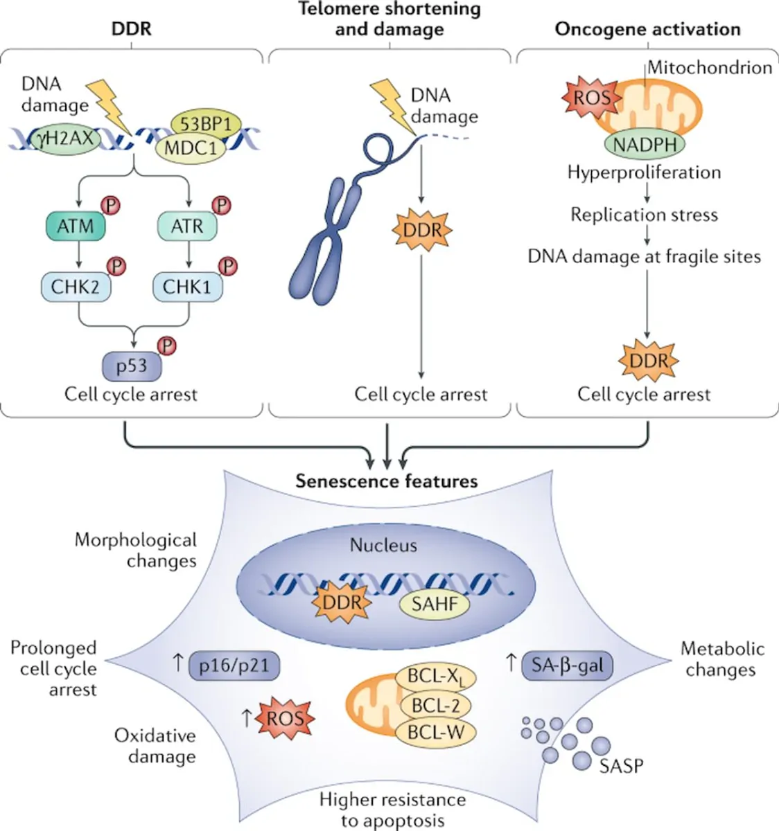 Cellular senescence in ageing: from mechanisms to therapeutic opportunities | Nature Reviews Molecular Cell Biology
